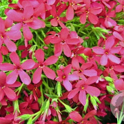 Phlox (D) 'Ochsenblut' GM P9