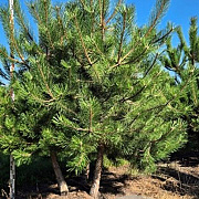Pinus nigra nigra 250-300 cm draadkluit meerstammig 350-400 diameter