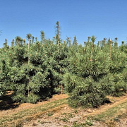 Pinus sylvestris 225-250 cm draadkluit