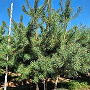 Pinus sylvestris 300-325 cm draadkluit meerstammig