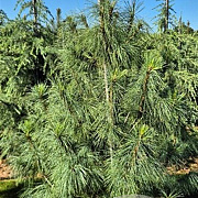 Pinus wallichiana 175-200 cm draadkluit