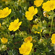 Potentilla crantzii GM P9