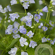 Polemonium r. 'Blue Pearl' GM P9