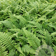 Polystichum set. 'Dahlem' GM 2,0L