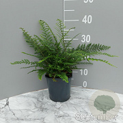 Polystichum set. 'Herrenhausen' GM 2,0L