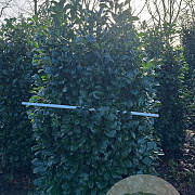 Prunus l. Etna 175-200 cm draadkluit