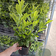 Prunus l. 'Novita' 60-80 cm 3,0L