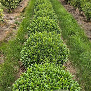 Prunus l. Sofia 60 cm draadkluit bol