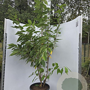 Prunus ser. 'Kanzan' 150-175 cm 25L