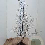Prunus spinosa 100-125 cm 7,5L solitair