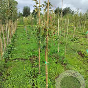 Pyrus c. 'Kleipeer' 100-125 cm wortelgoed