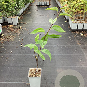 Pyrus pyrifolia 'Tama' GM C1.5