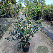 Quercus ilex 80-100 cm 7,5L