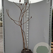 Rhus typhina 150-175 cm met kluit