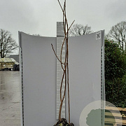 Rhus typhina 175-200 cm met kluit