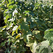 Ribes nig. 'Ojeblanc' 80-100 cm wortelgoed