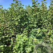Ribes nigr. 'Titania' 80-100 cm wortelgoed