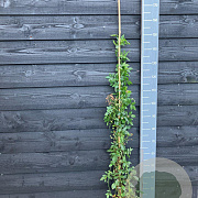 Rosa (K) Guirlande d' Amour 125-150 cm vierkant rond 5,5L