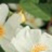 Rosa (K) Natura Siluetta 150-175 cm vierkant rond 5,5L