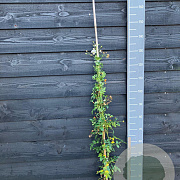 Rosa (K) Paragon 80-100 cm 5,5L