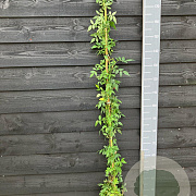 Rosa Perennial Red Domino 150-175 cm vierkant rond 5,5L