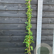 Rosa (K) Sweet Siluetta 150-175 cm vierkant rond 5,5L