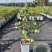 Rubus 'Buckingham Tayberry' 20-30 cm P15