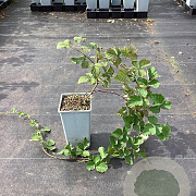 Rubus 'Dorman Red' GM C1.5