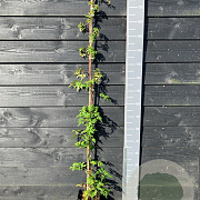 Rubus frut. 'Thornless Evergreen' 150-175 cm vierkant rond 5,5L