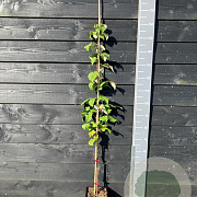 Rubus idaeus 'Glen Ample' 125-150 cm vierkant rond 5,5L