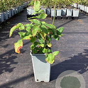 Rubus illecebrosus GM C1.5