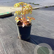 Rubus illecebrosus GM 2,0L
