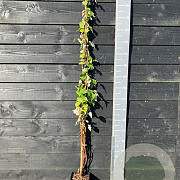 Rubus phoenicolasius 150-175 cm vierkant rond 5,5L