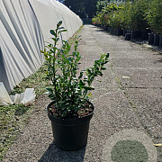 Sarcococca confusa 30-40 cm 7,5L