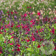 Salvia j. Magical Zambesi GM P9