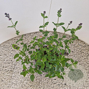 Salvia micr. 'Flower Child' 20-25 cm 2,5L