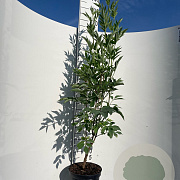 Sambucus nigra 125-150 cm 7,5L Gestokt