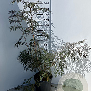 Sambucus nigra Black Lace 100-125 cm 20L