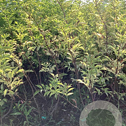Sambucus nigra 'Haschberg' 100-125 cm wortelgoed