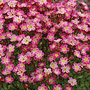 Saxifraga (A) 'Pixi Pan Red' GM P9