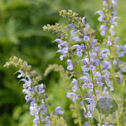 Salvia prat. 'Sky Dance' GM P9