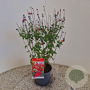 Salvia 'Royal Bumble' 35-40 cm 2,5L