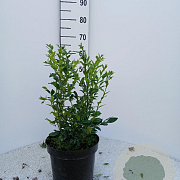 Sarcococca hookeriana 30-40 cm 7,5L