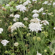 Scabiosa col. Flutter Pure White GM P9