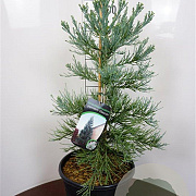 Sequoiadendron g. 'Glaucum' 80-100 cm 20L