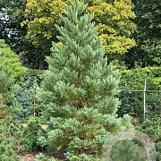 Sequoiadendron giganteum 300-350 cm draadkluit