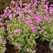 Silene dioica 'Valley High' GM P9