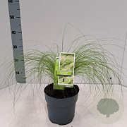 Stipa tenuissima 'Ponytails' 20-25 cm 2,0L