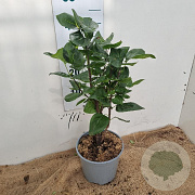 Syringa v. 'Charles Joly' 30-40 cm 3,0L