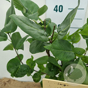 Syringa v. 'Katherine Havemeyer' 30-40 cm 3,0L